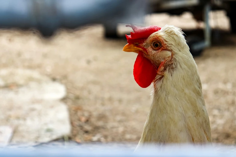 an angry white rooster with a red mohawk