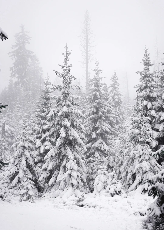 the tops of evergreen trees stand in snow