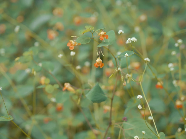 the green and orange flowers in a flower garden