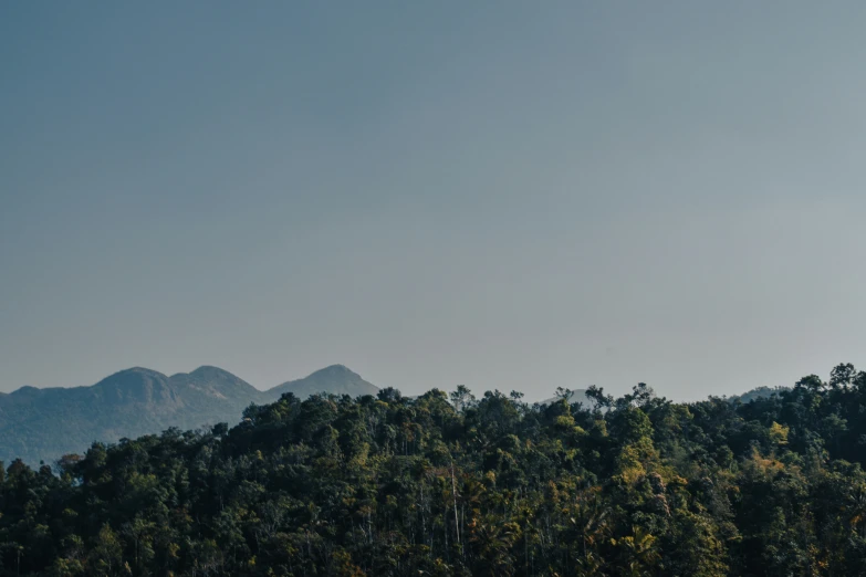 an airplane flying over many tall green trees