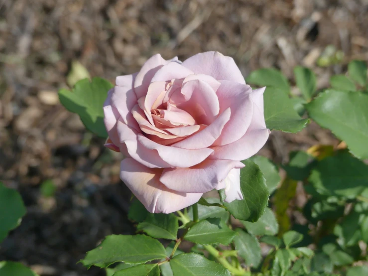 a single pink rose blooming in the sun