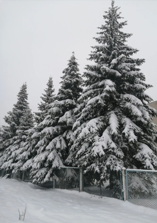 snowy evergreen trees line a road in front of a residential house