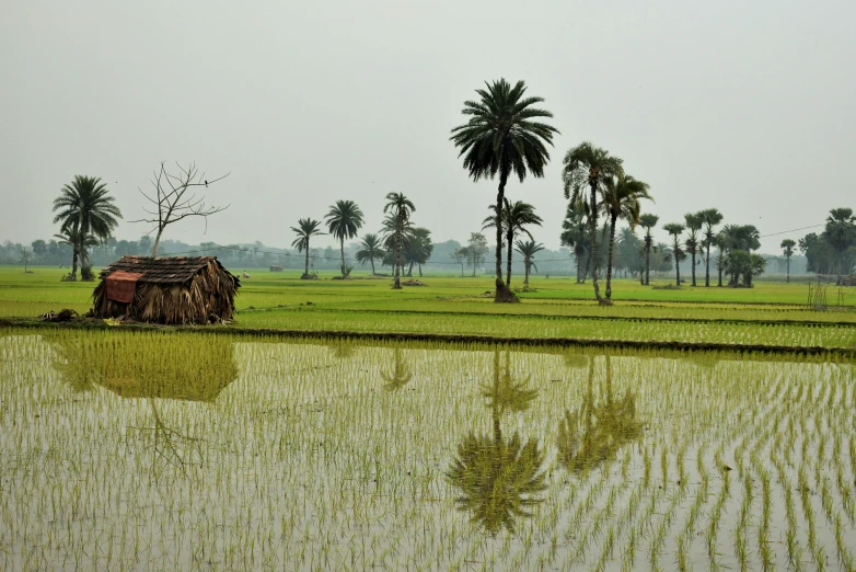 a rice field with two small huts on it