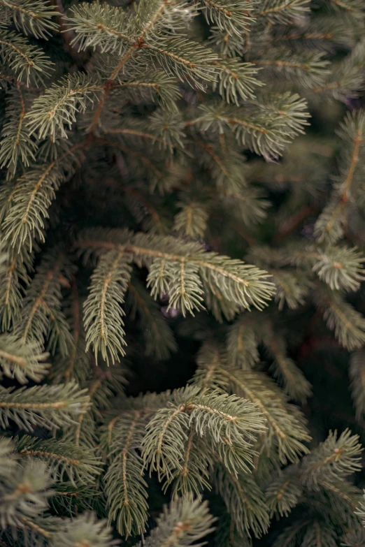 the close up view of a pine tree