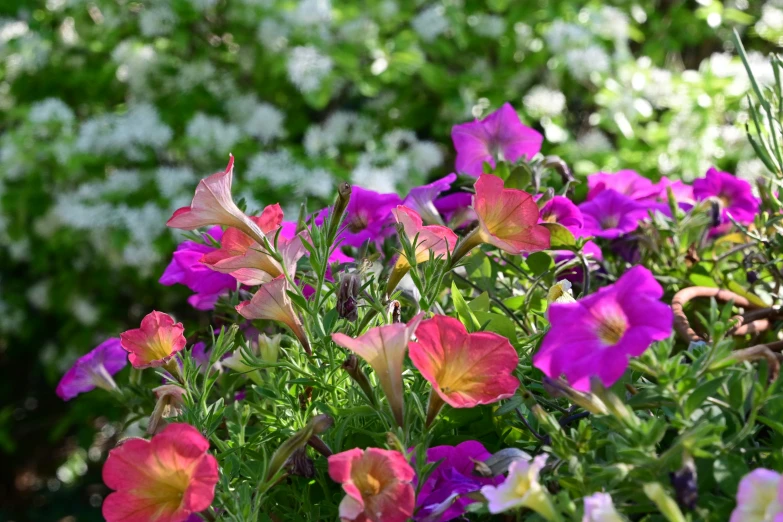 colorful flowers in a garden with green leaves