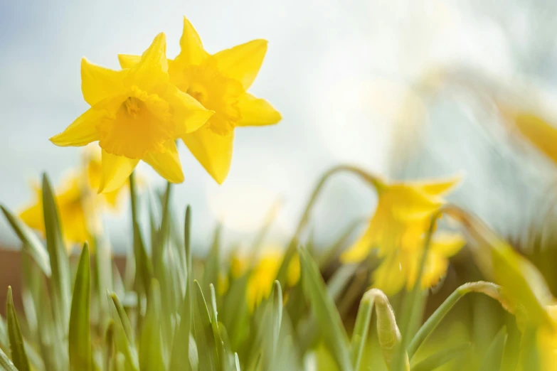 this is an image of a daffodil flower