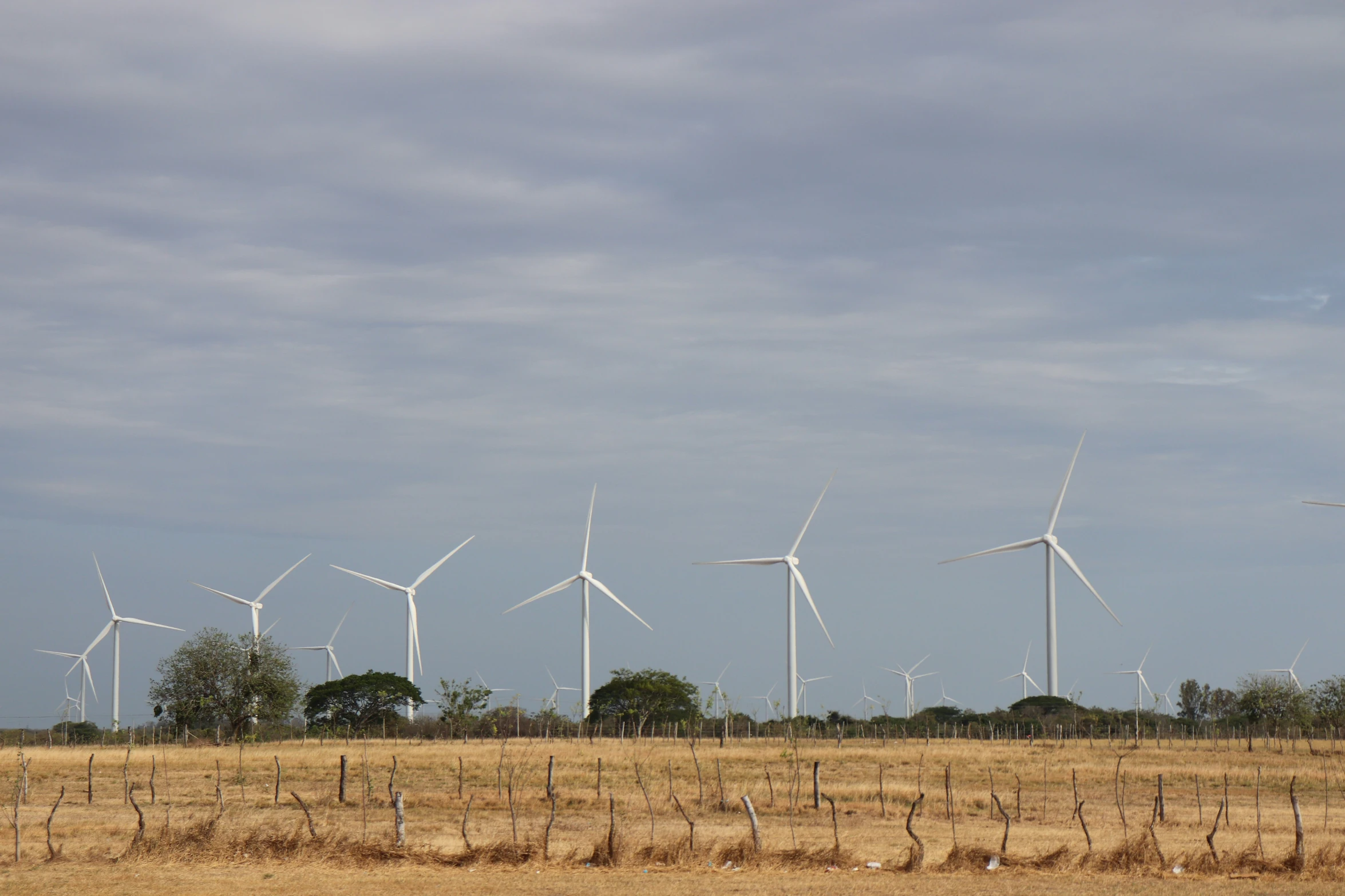 a bunch of wind turbines sitting in a field