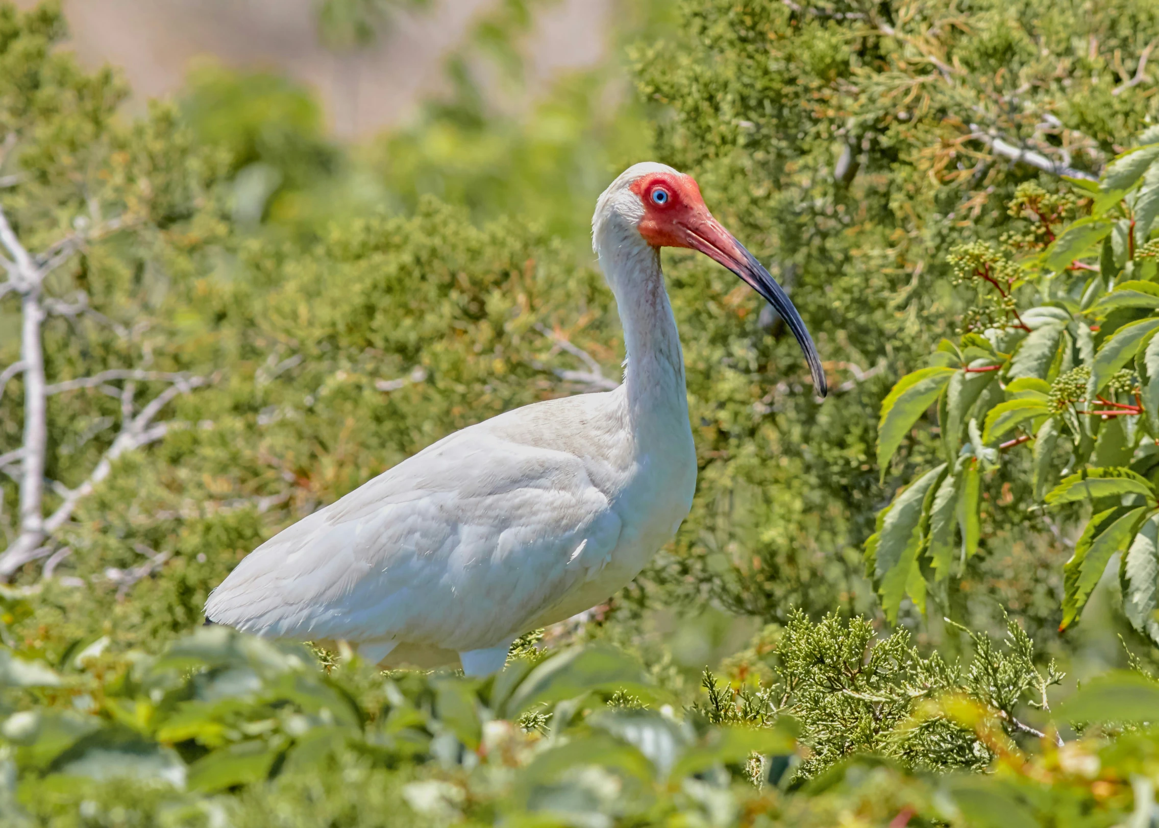 a white and red bird stands among the green nches