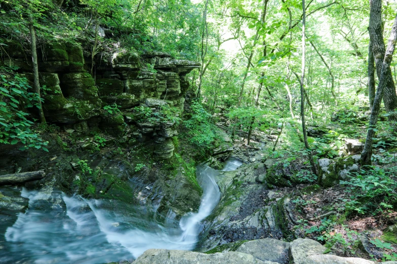 a stream running into a lush green forest filled with rocks