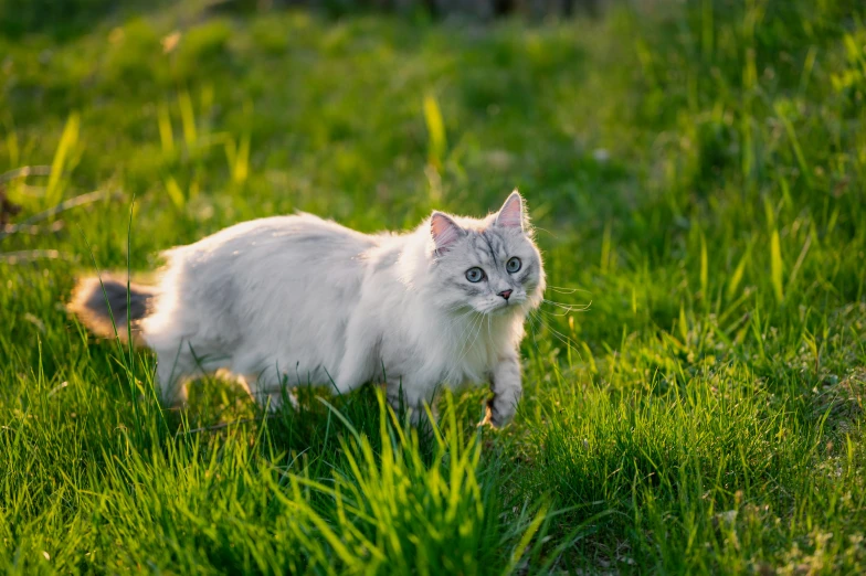 a cat walks in the grass near a bush