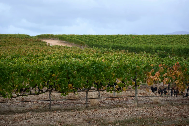 a very tall vineyard with several animals in it