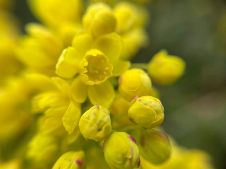 the pollen on the flower is yellow and red