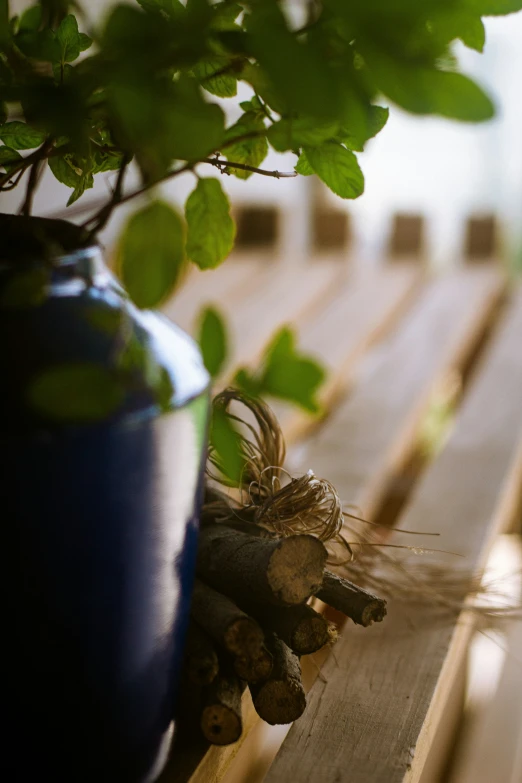 a close up of a potted plant next to a bench