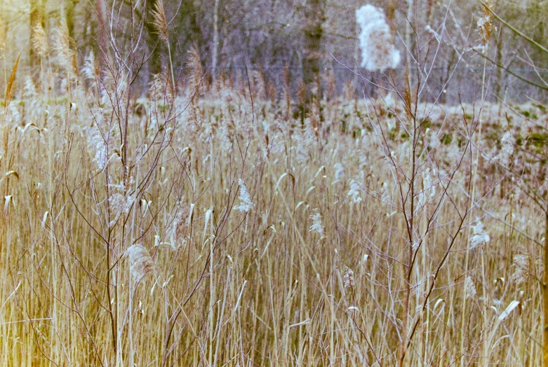 there is a bear standing in the grass in the woods