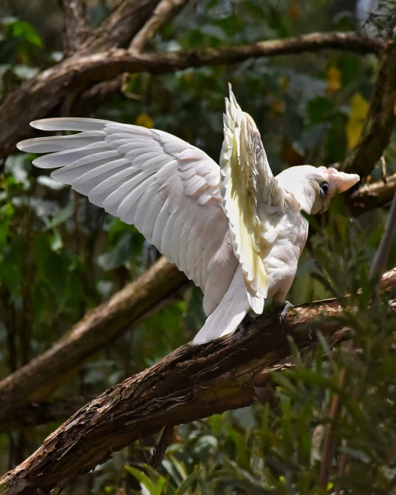 an image of bird landing on nch in the jungle