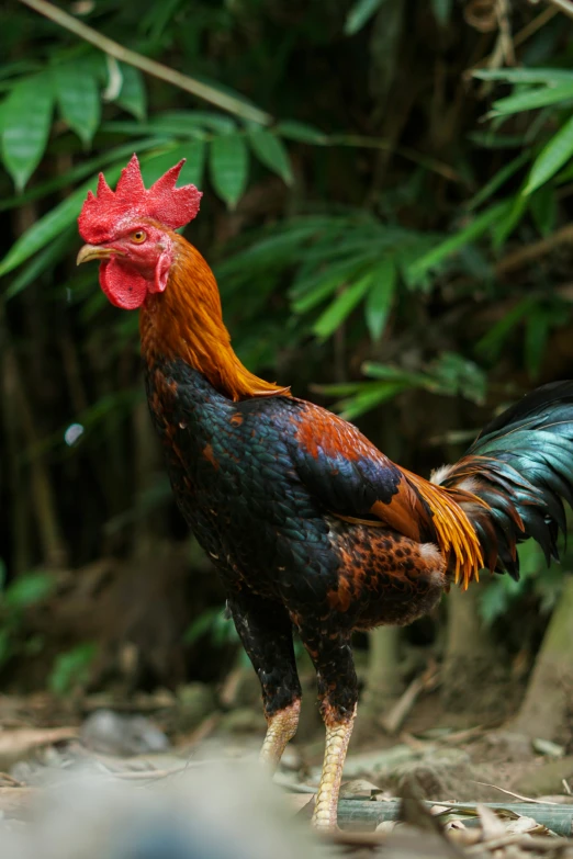 a rooster in a forest walks near some leaves