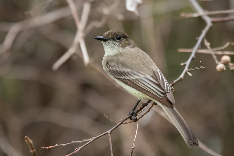 a small bird sits on top of a nch