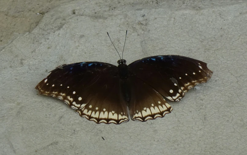 a erfly laying on a dirty white surface