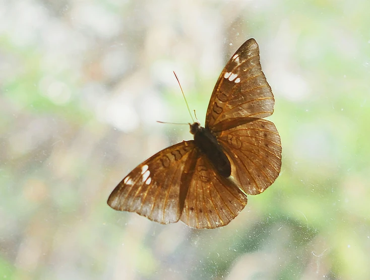 a erfly that is sitting on a window sill