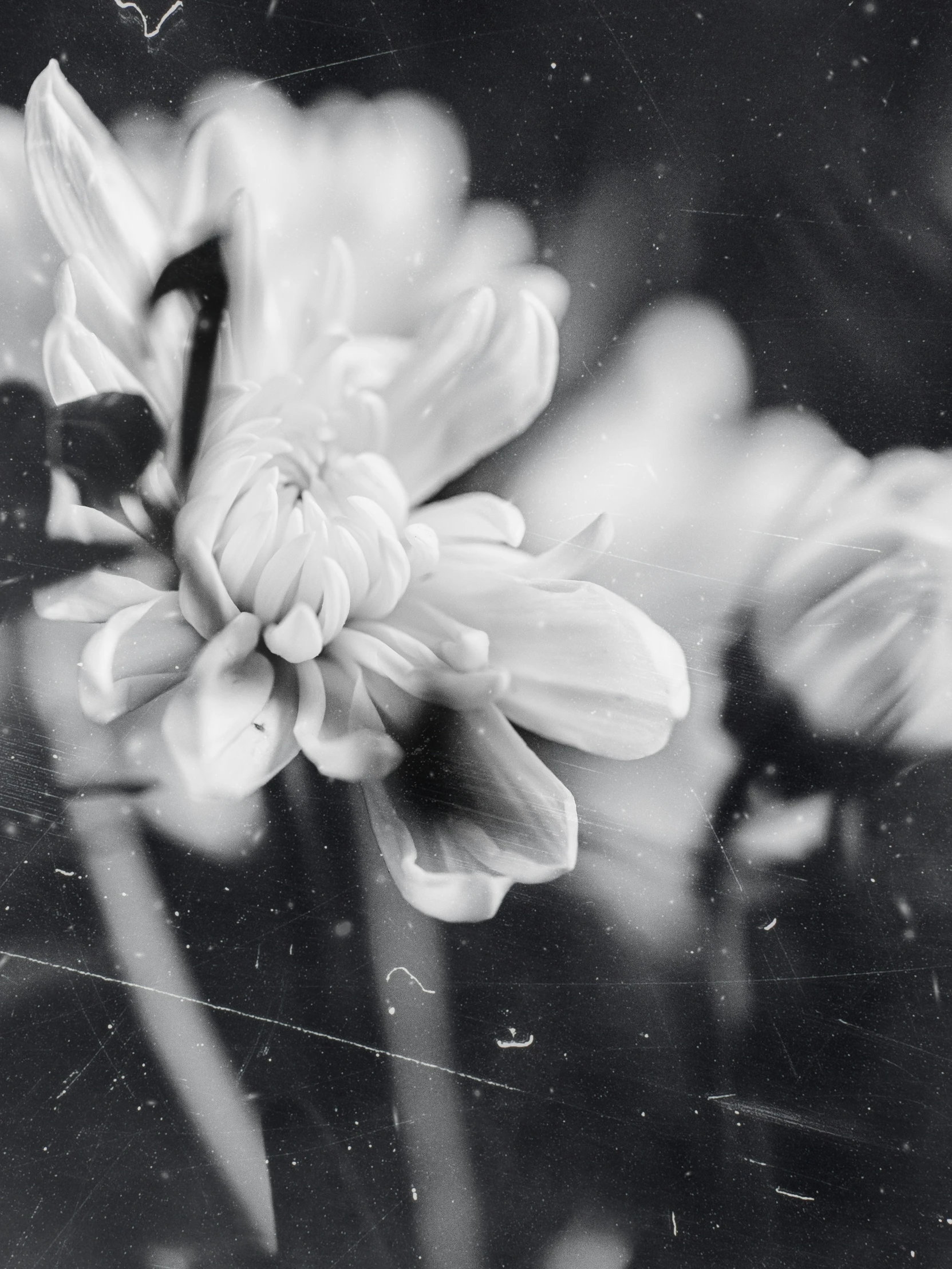 a black and white po of some pretty flowers