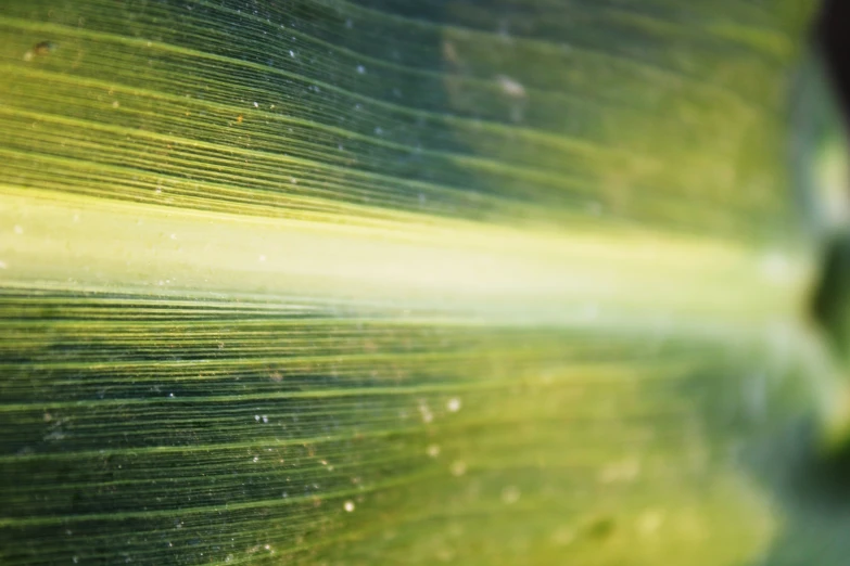 a close up s of a leaf that appears to have very strong lines