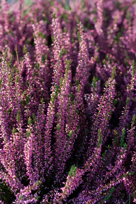 a close up view of the purple plants