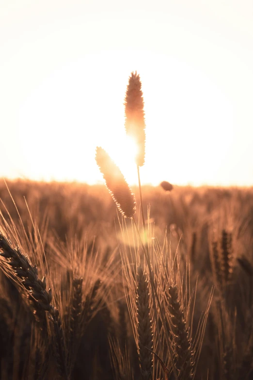 some brown plants are in a field during a golden day