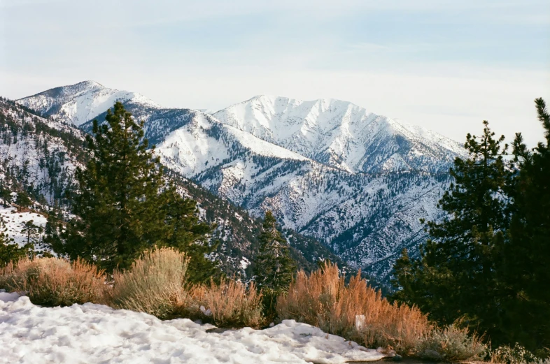 mountains that have trees on them in the snow