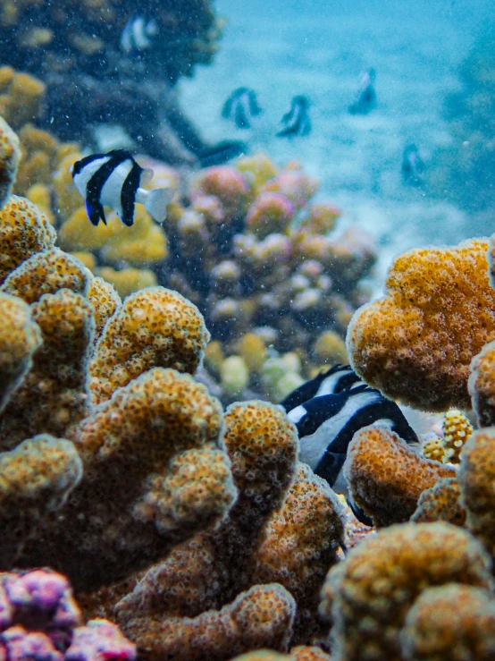 an underwater view with some fish swimming over it