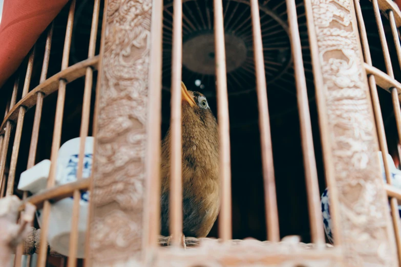 a bird sitting in a birdcage inside a house