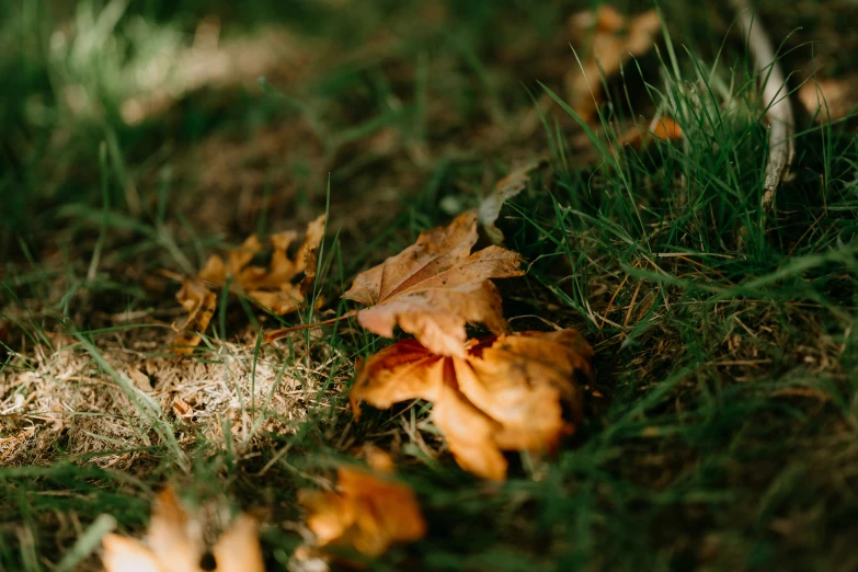 a group of leaves sitting on top of grass