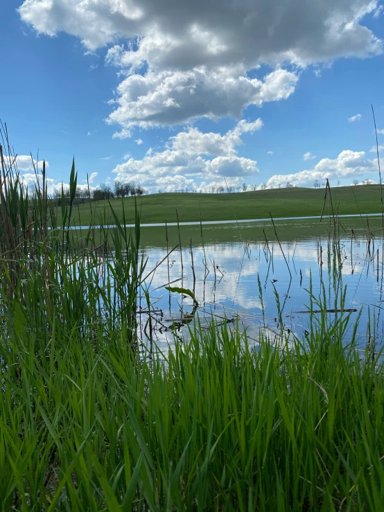 the green grass in front of a body of water