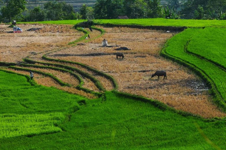 an aerial view of a farmer's fields with animals