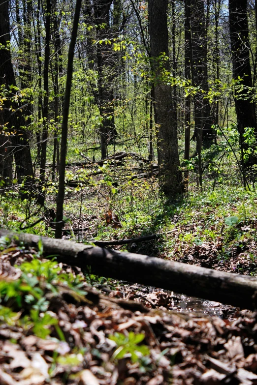 a forest filled with lots of leaves and lots of tall trees