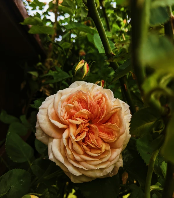 a large rose is blooming in a very green field