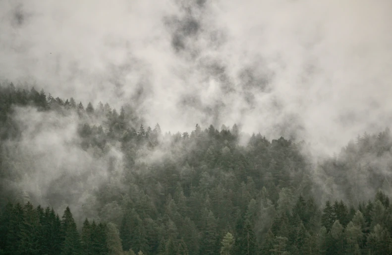 a mountain covered in lots of trees with fog