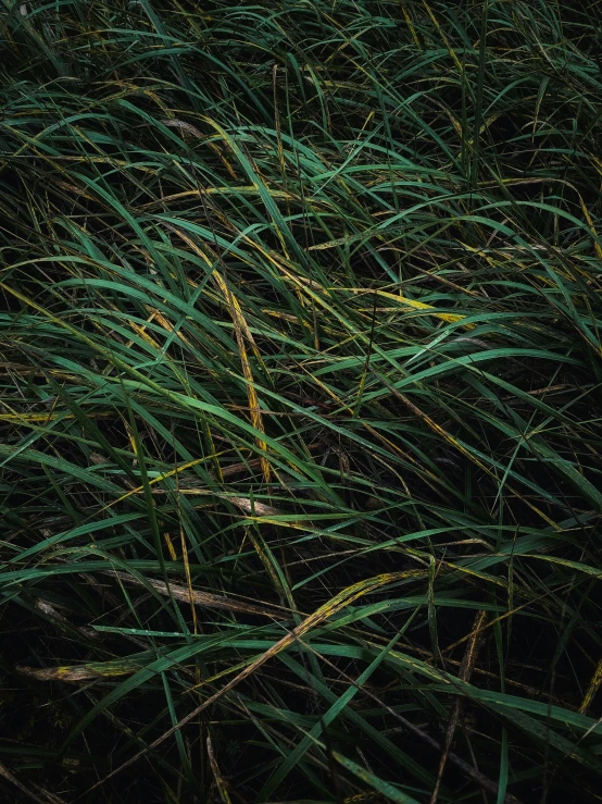 the grass with bright yellow streaks on it