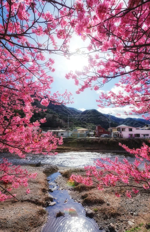 a river that runs under some pretty pink flowers