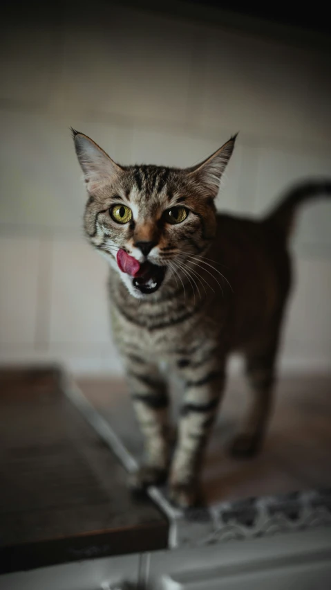 a cat standing on a toaster oven with its mouth open