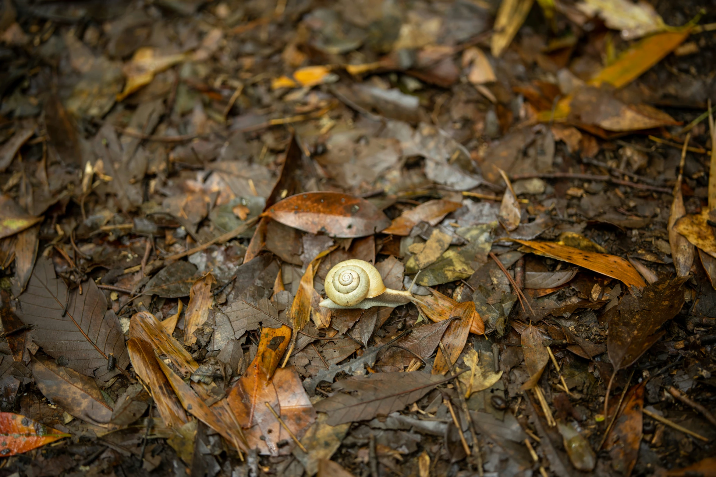 a close up view of a snail crawling among leaves