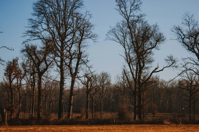 a lone horse grazing in an empty pasture