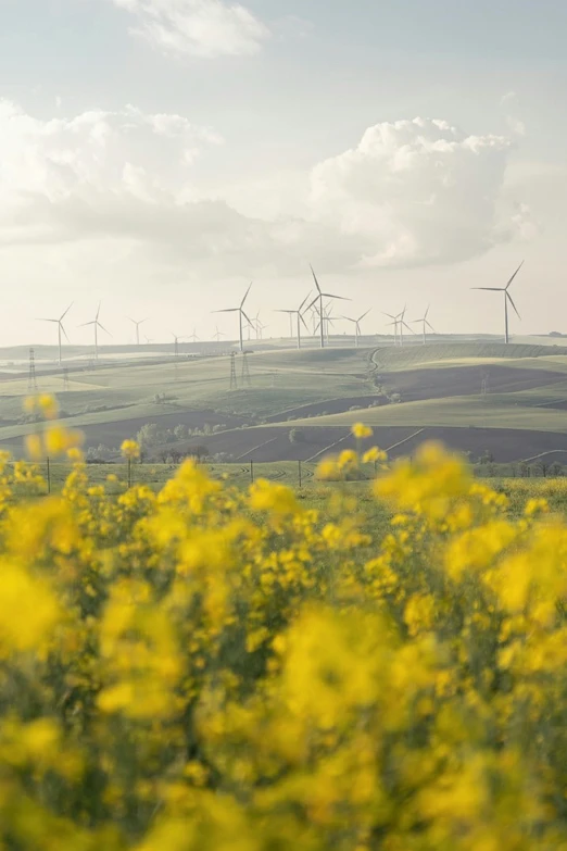 multiple wind turbines in a farm with yellow flowers