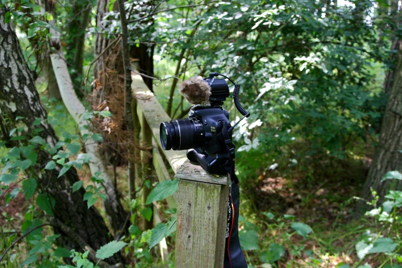 a small camera sitting on top of a wooden pole in the woods