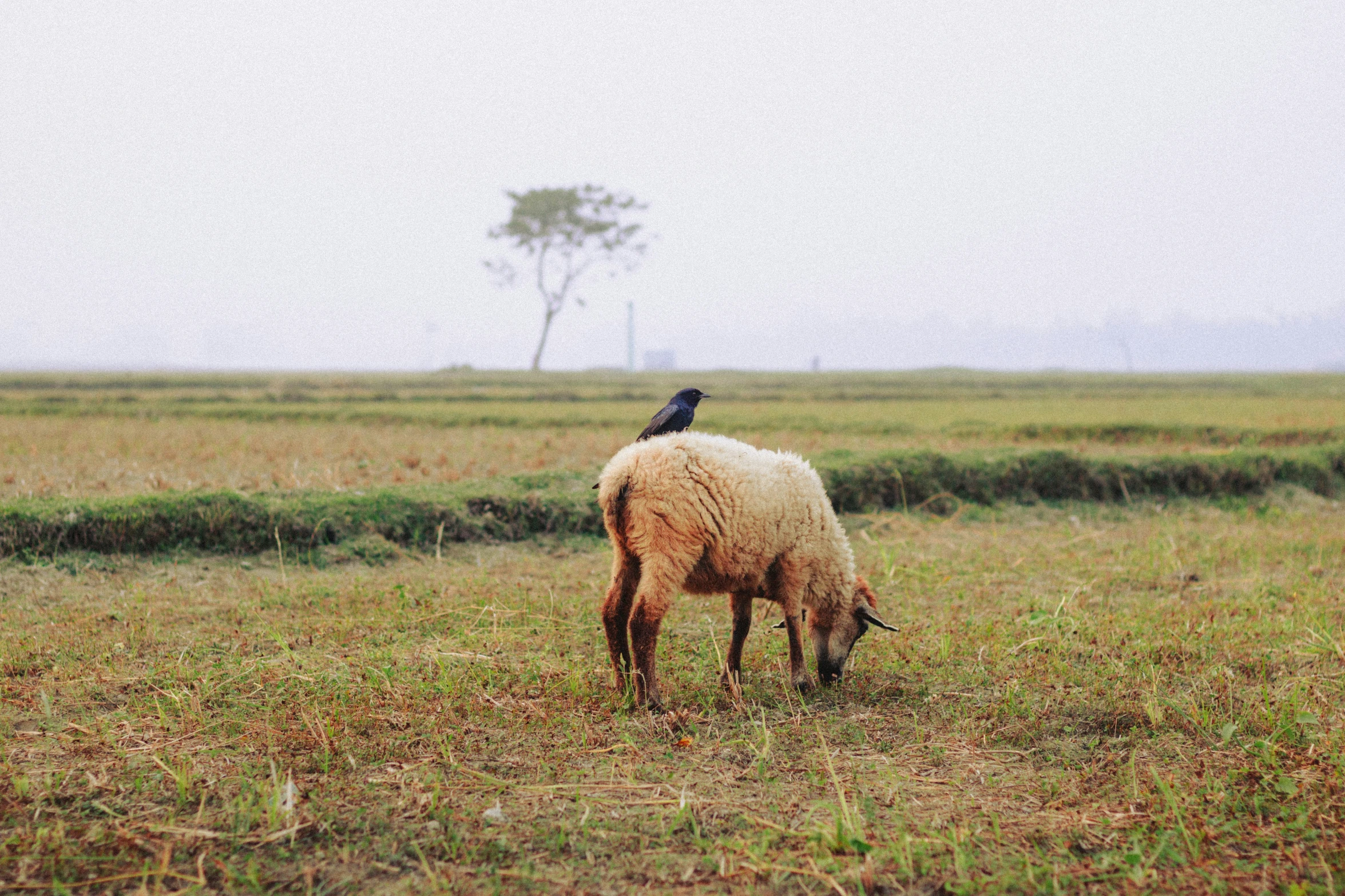 an adult sheep and a bird stand in the grass