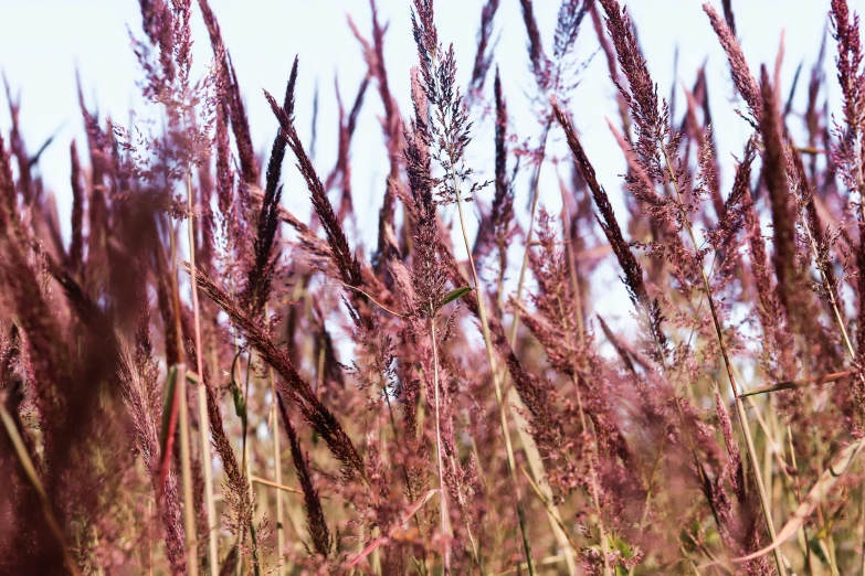 the tall grass has lots of brown flowers