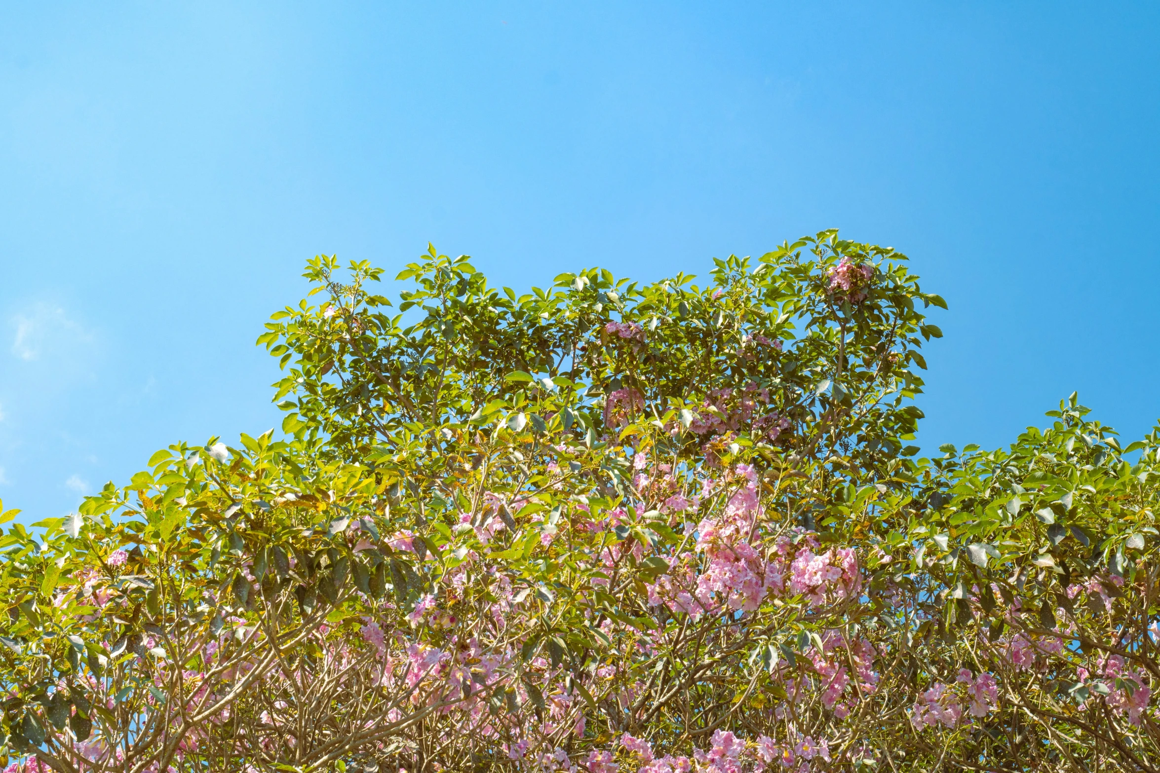 tree nches covered in pink flowers with a clear sky in the background