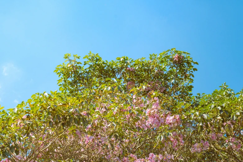 tree nches covered in pink flowers with a clear sky in the background