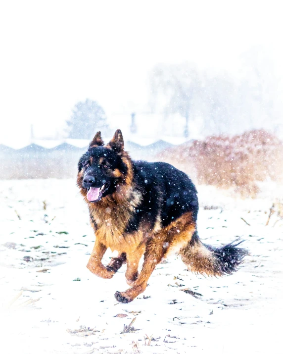 a dog running through the snow in a forest