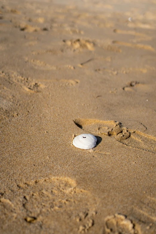 white object laying in the sand on a beach