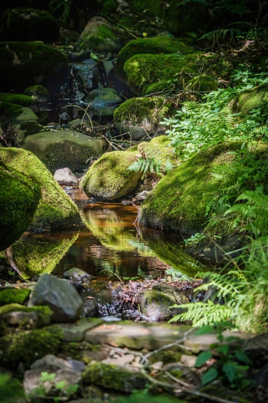 the woods have many mossy rocks in it